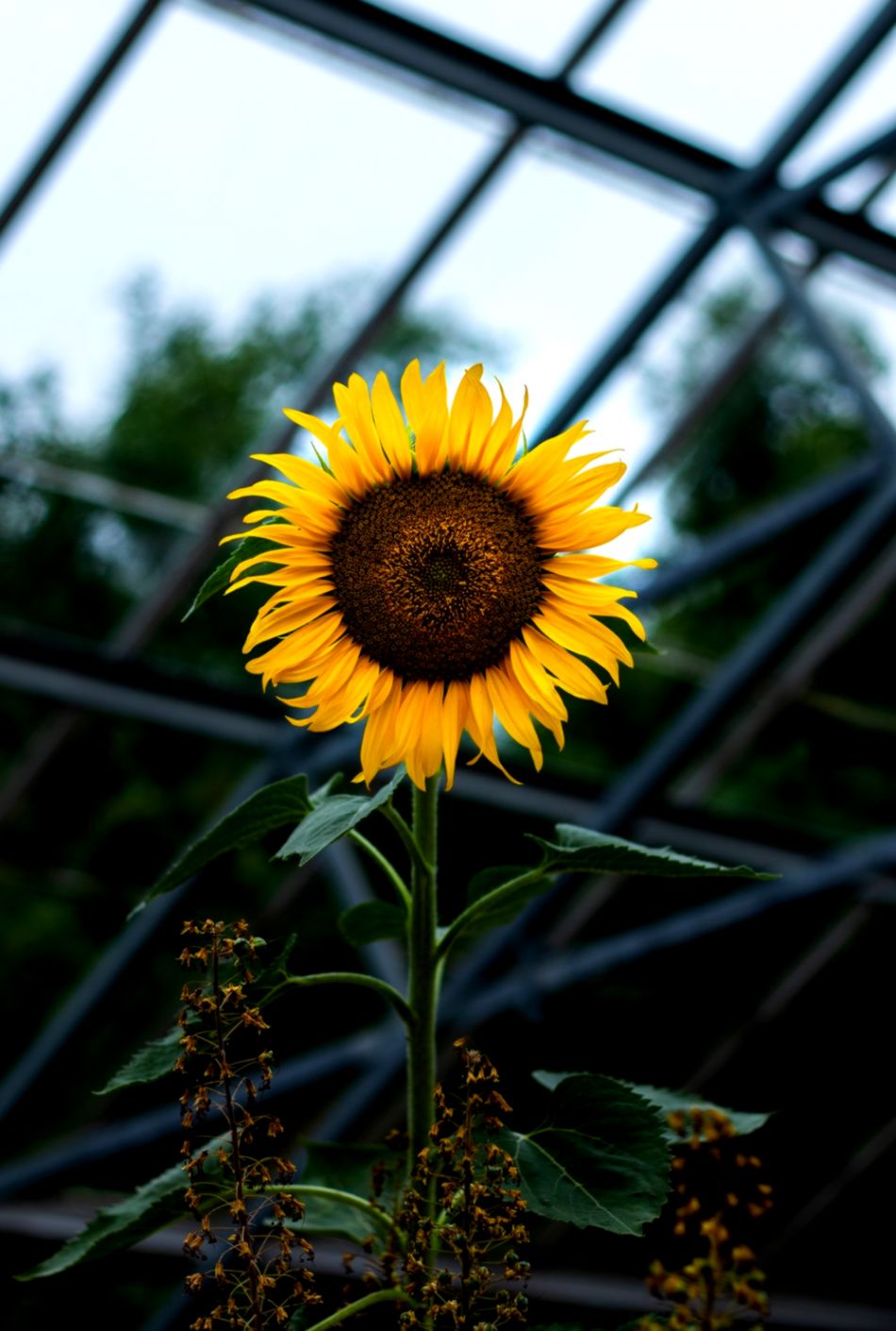 Detail Sunflower Download Nomer 26