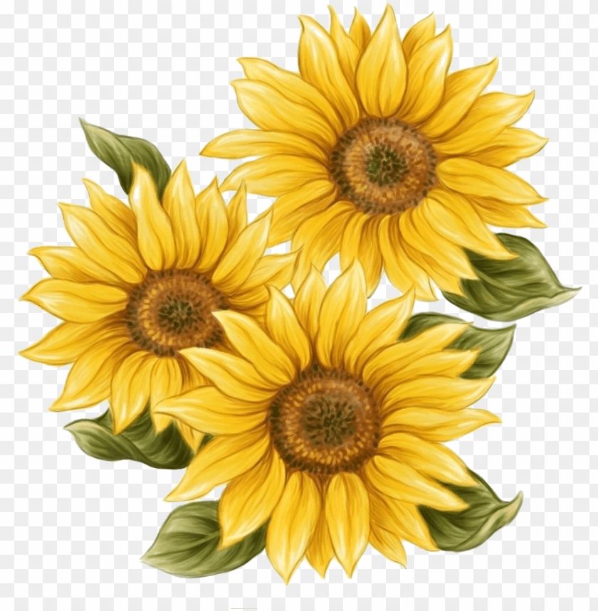 Detail Sunflower Download Nomer 27