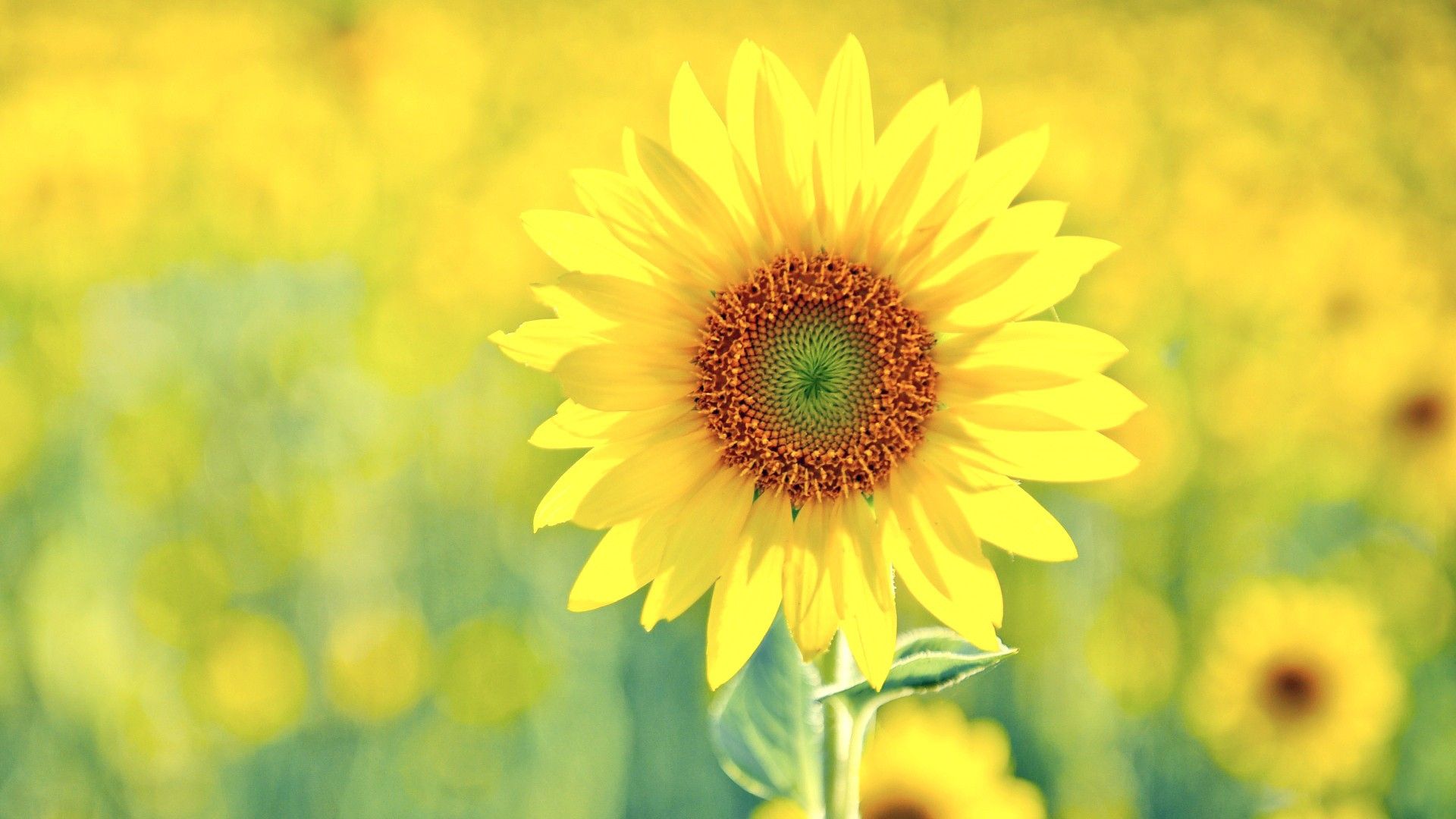 Detail Sunflower Download Nomer 4