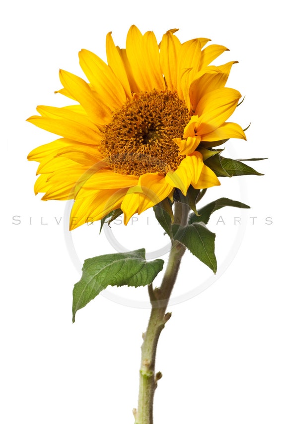 Detail Sunflower Download Nomer 28