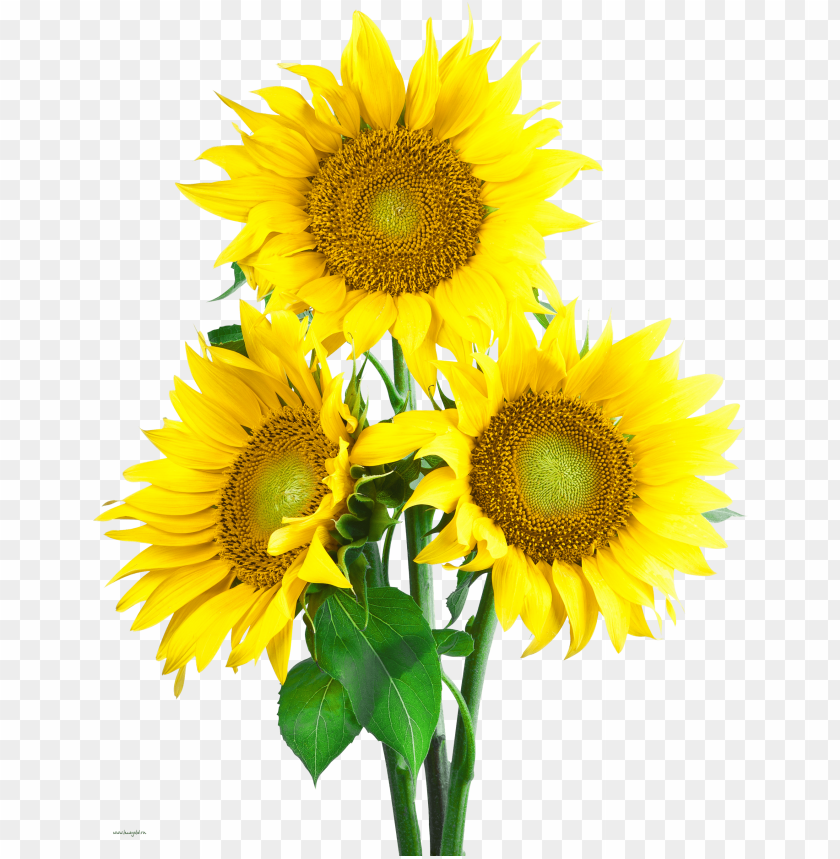 Detail Sunflower Download Nomer 31