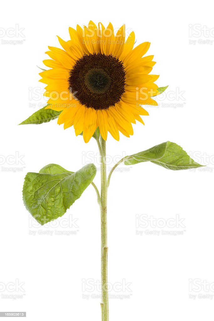 Detail Sunflower Download Nomer 33