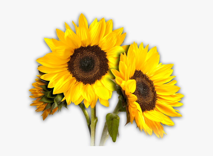 Detail Sunflower Download Nomer 37