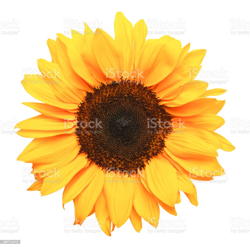 Detail Sunflower Download Nomer 38
