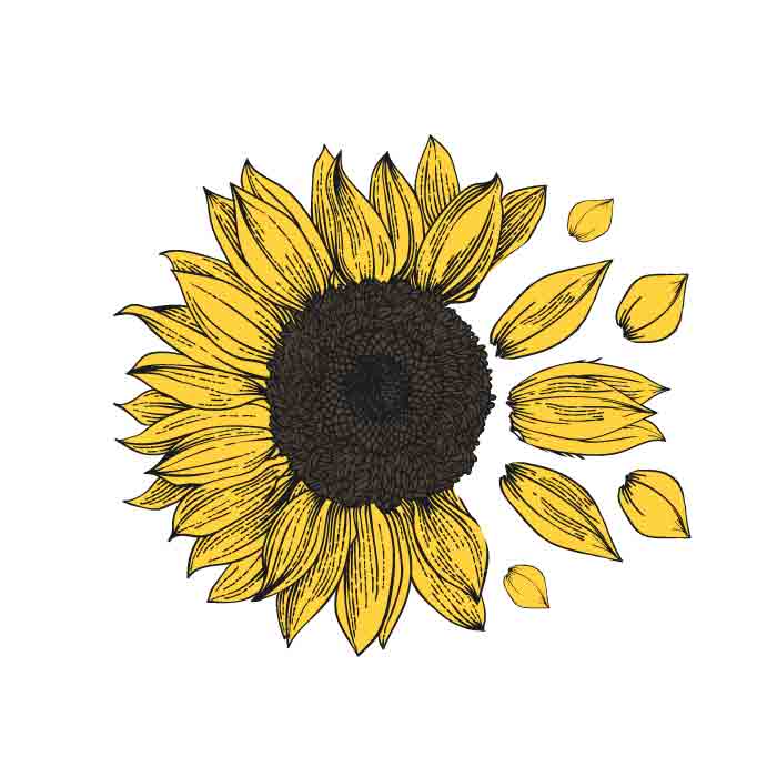 Detail Sunflower Download Nomer 41