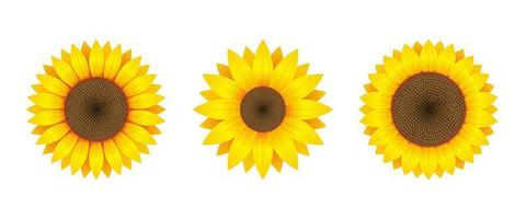 Detail Sunflower Download Nomer 44