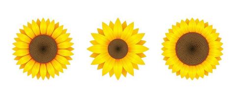 Detail Sunflower Download Nomer 44