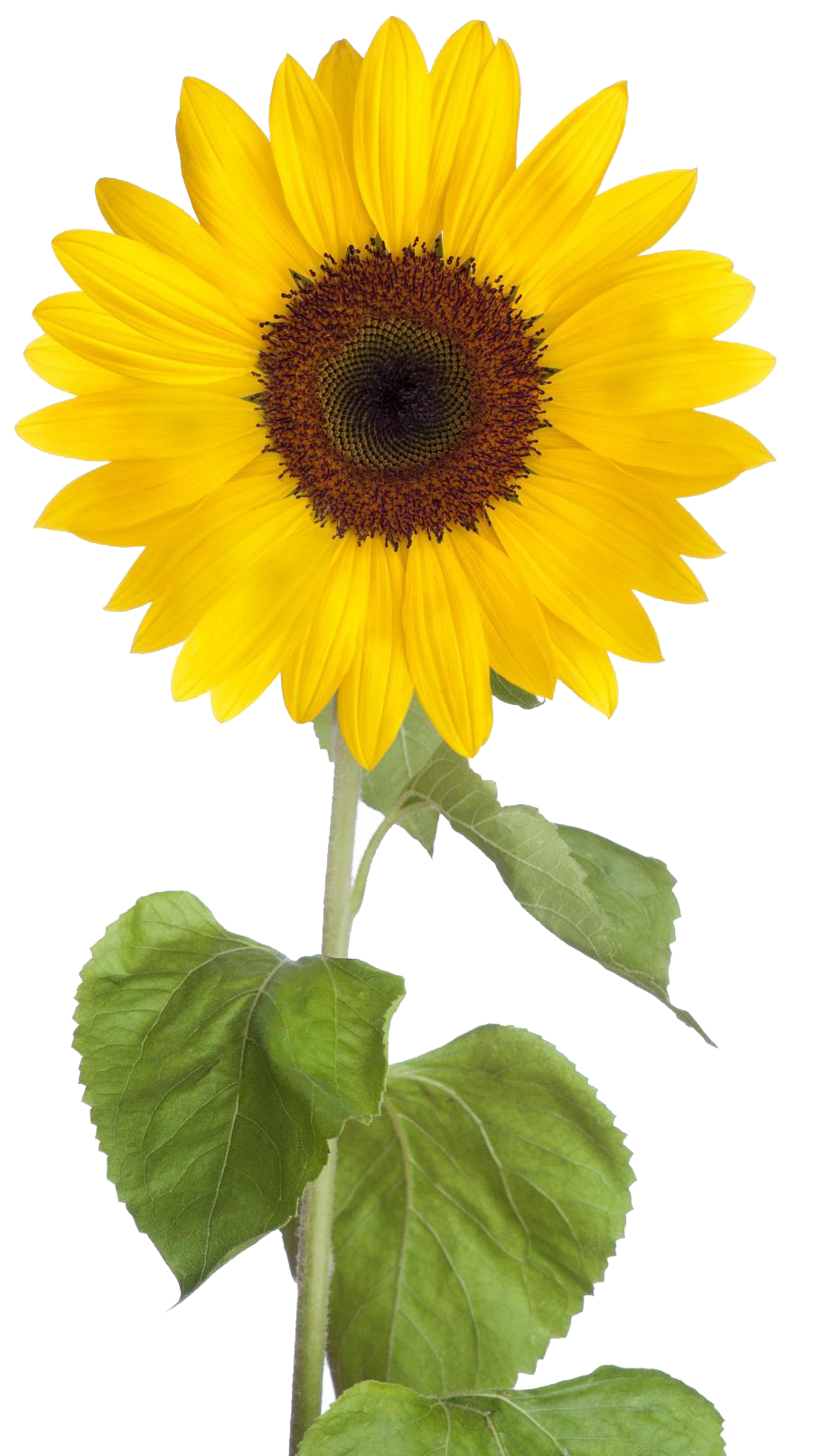 Detail Sunflower Download Nomer 6