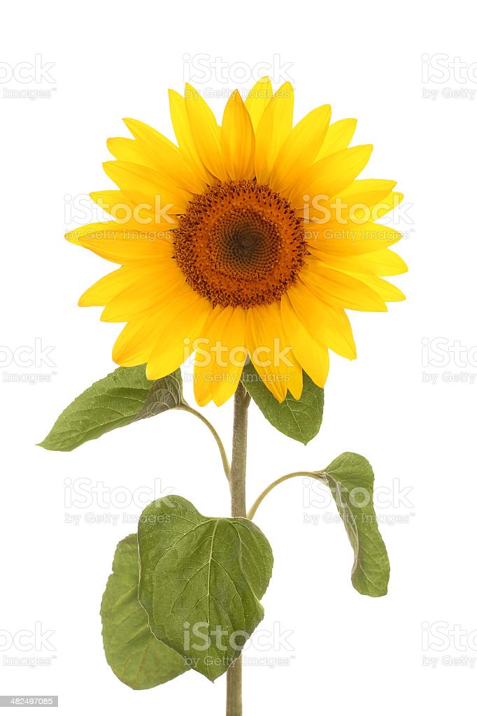 Detail Sunflower Download Nomer 46