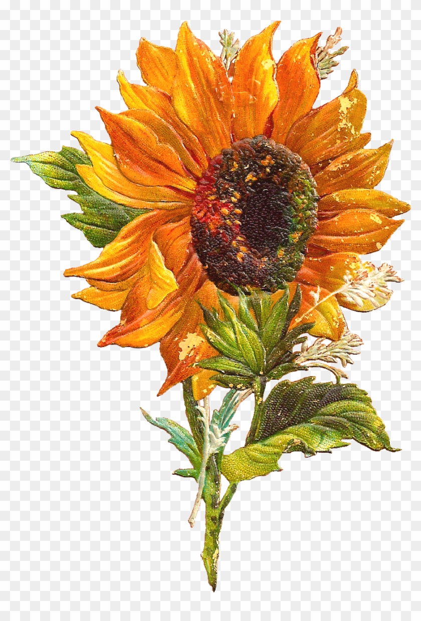 Detail Sunflower Download Nomer 49