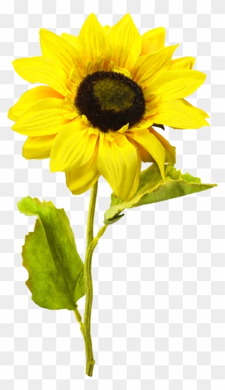 Detail Sunflower Download Free Nomer 27