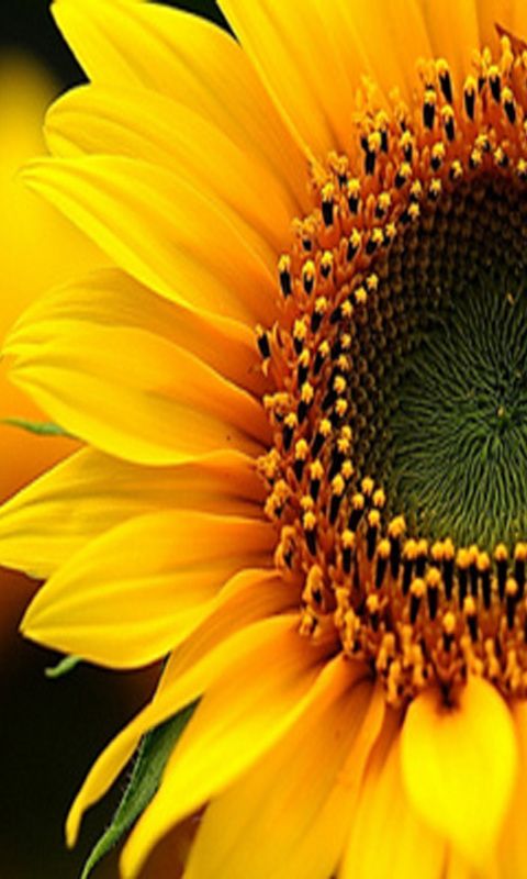 Detail Sunflower Download Free Nomer 28