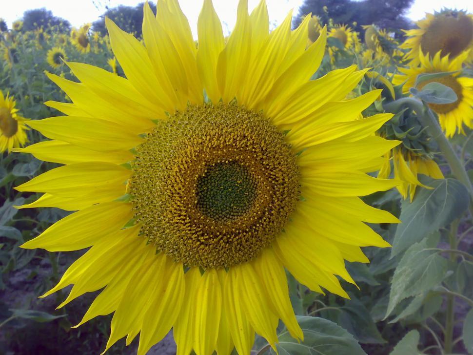 Detail Sunflower Download Free Nomer 32