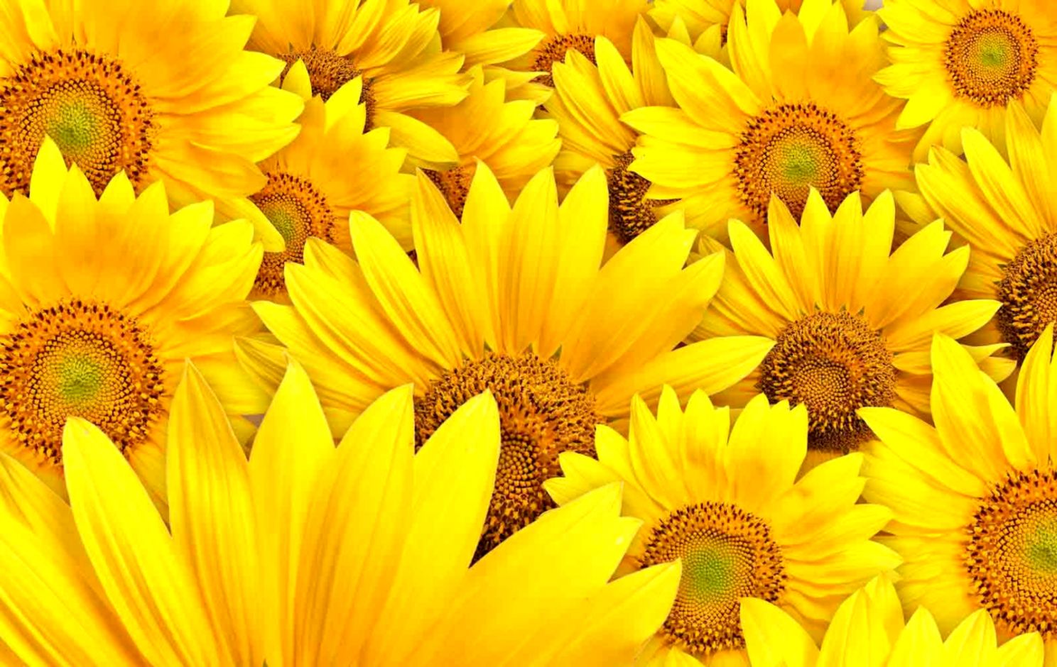 Detail Sunflower Download Free Nomer 38