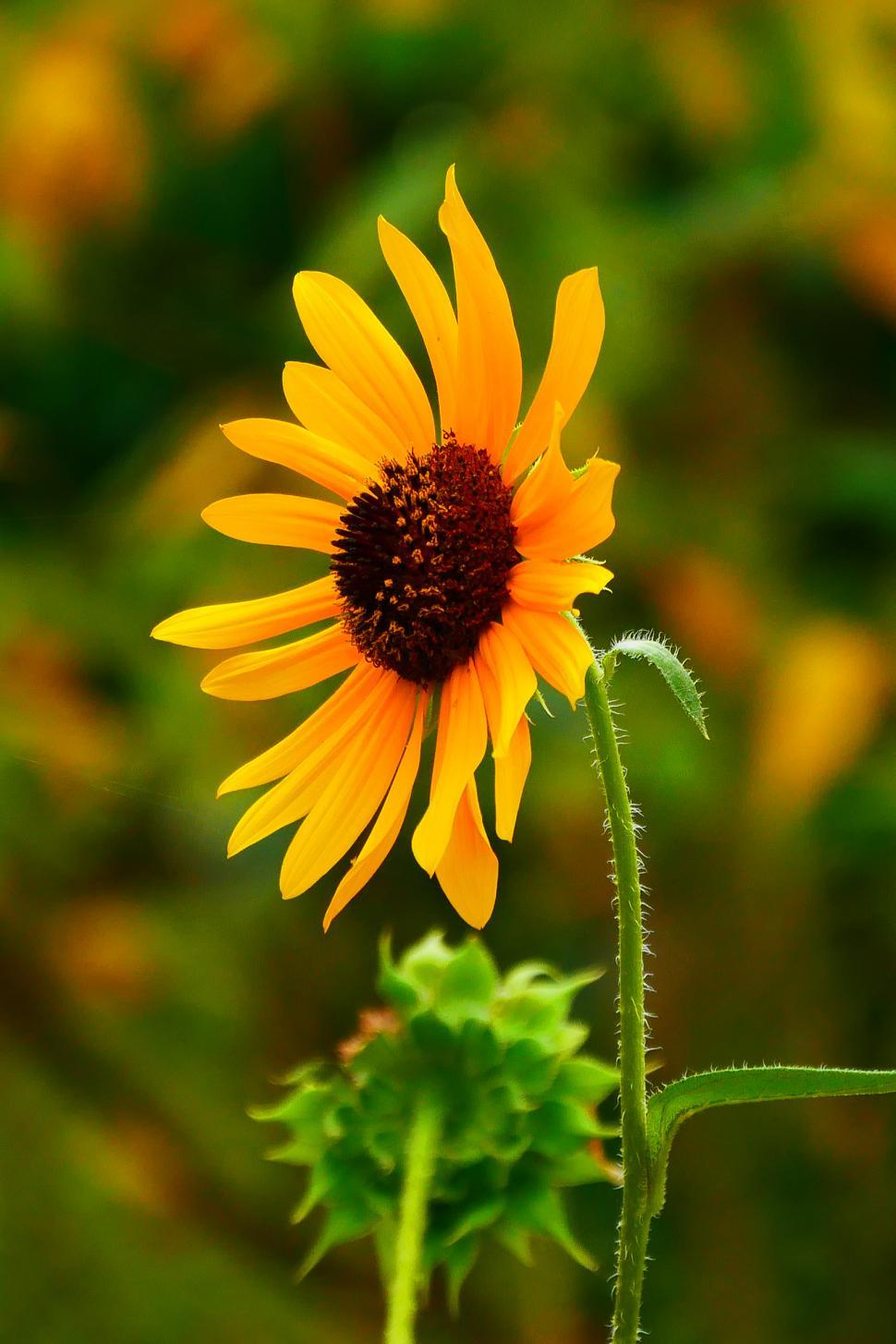 Detail Sunflower Download Free Nomer 39