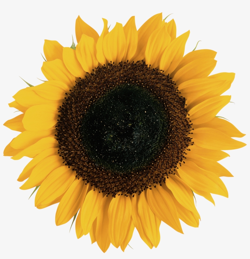 Detail Sunflower Download Free Nomer 9