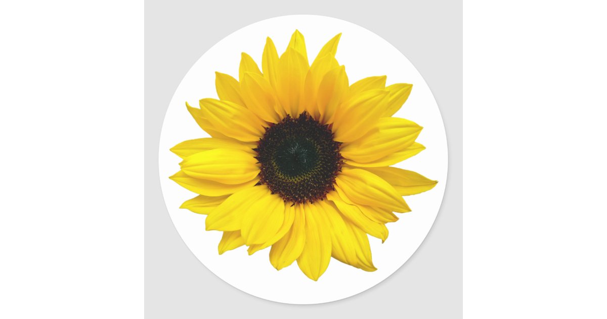 Detail Sunflower Envelope Seals Nomer 5