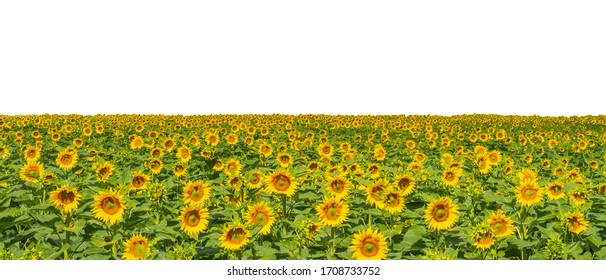 Sunflower Field Png - KibrisPDR