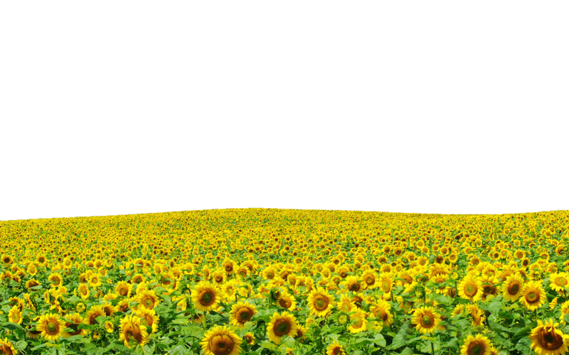 Detail Sunflower Field Png Nomer 2