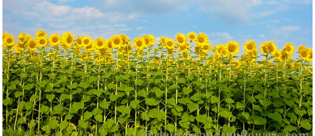 Detail Sunflower Field Png Nomer 17