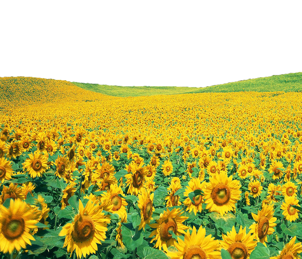 Detail Sunflower Field Png Nomer 4