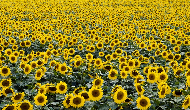 Detail Sunflower Field Png Nomer 30