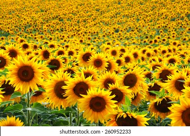 Detail Sunflower Field Png Nomer 33