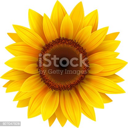 Detail Sunflower Flower Images Nomer 17