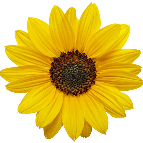 Detail Sunflower Flower Images Nomer 18