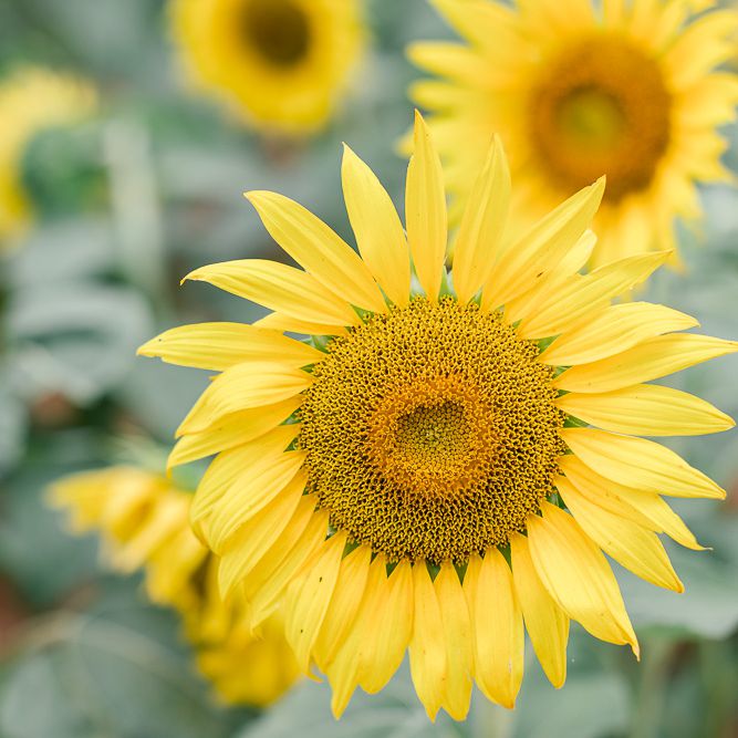 Detail Sunflower Flower Images Nomer 19