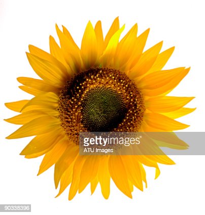 Detail Sunflower Flower Images Nomer 20