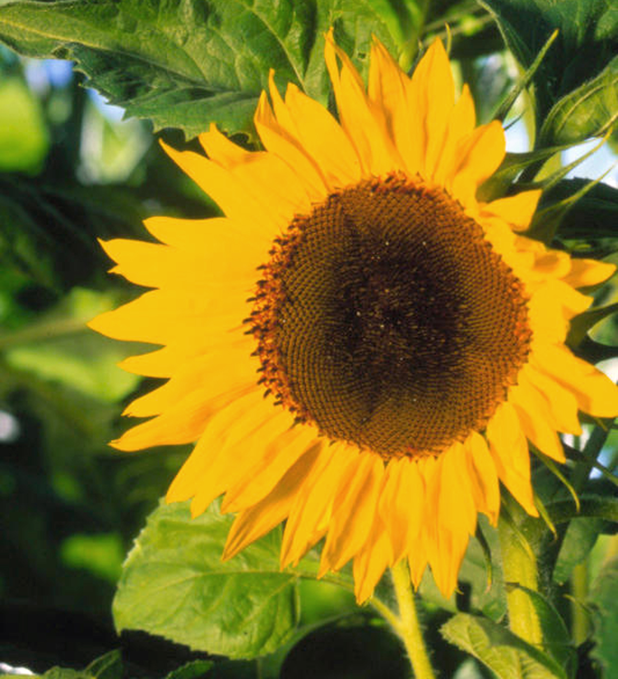 Detail Sunflower Flower Images Nomer 29