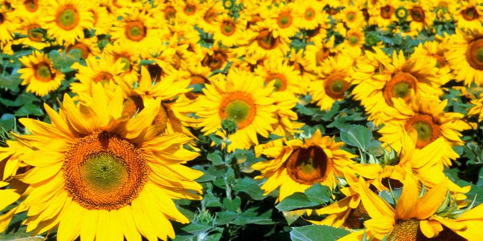 Detail Sunflower Flower Images Nomer 30
