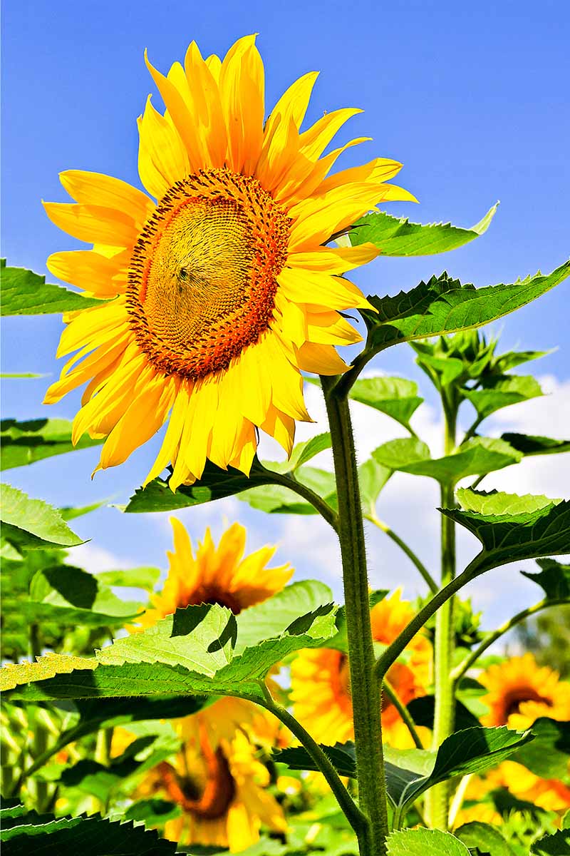 Detail Sunflower Flower Images Nomer 35