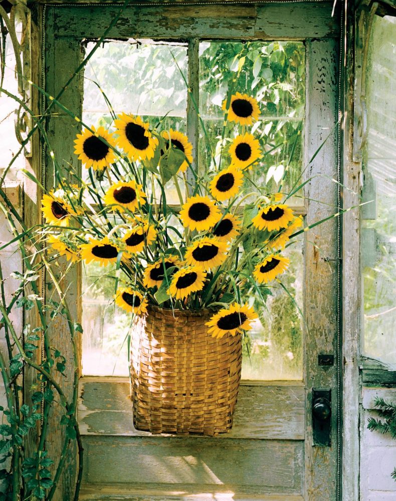 Detail Sunflower Flower Images Nomer 36