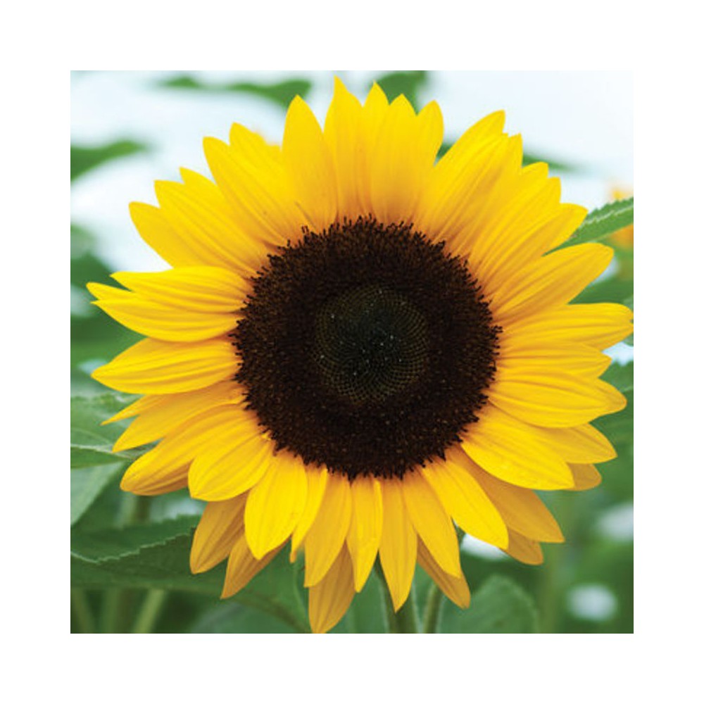 Detail Sunflower Flower Images Nomer 5