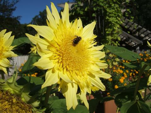 Detail Sunflower Flower Images Nomer 46