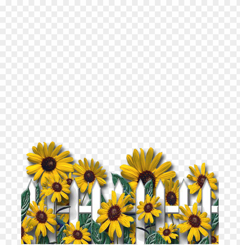 Detail Sunflower Frame Png Nomer 36