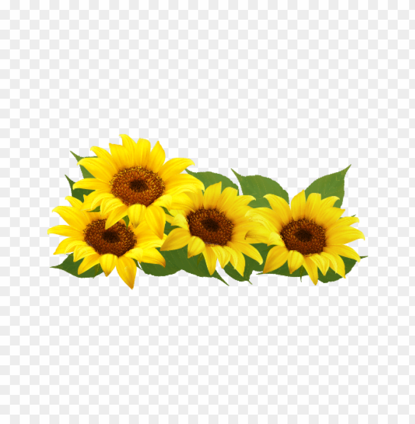 Detail Sunflower Frame Png Nomer 37