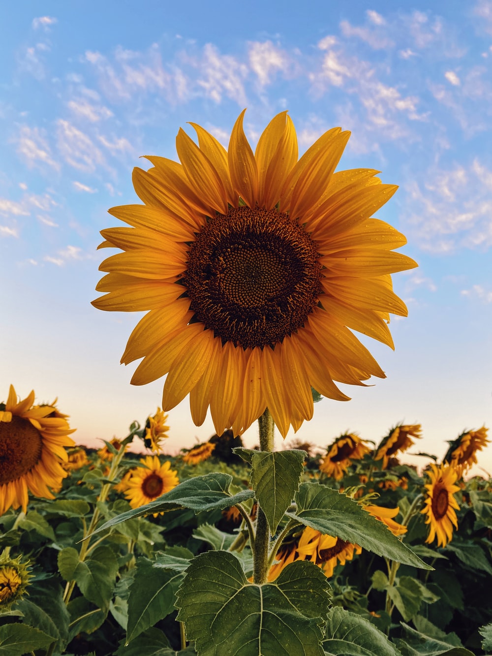 Sunflower Free Images - KibrisPDR