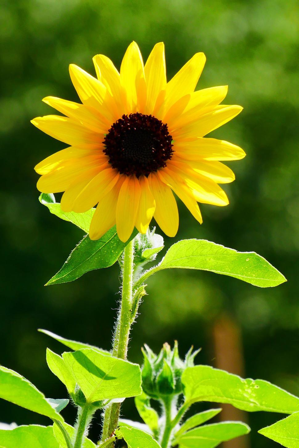 Detail Sunflower Free Images Nomer 24