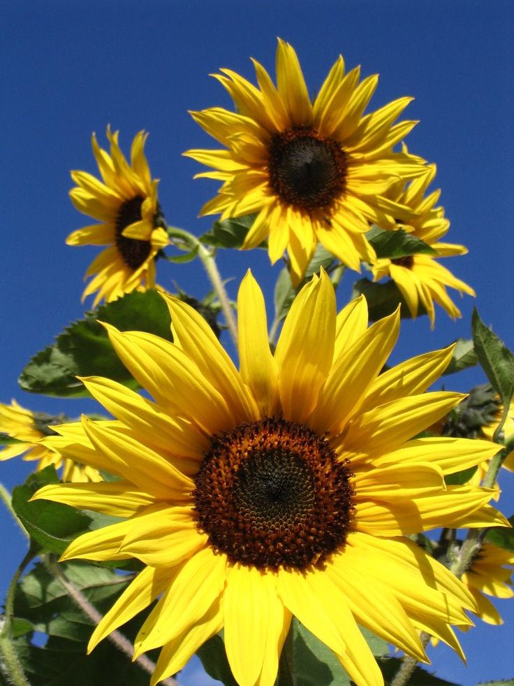Detail Sunflower Free Images Nomer 29