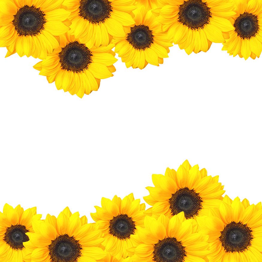 Detail Sunflower Garland Clipart Nomer 13