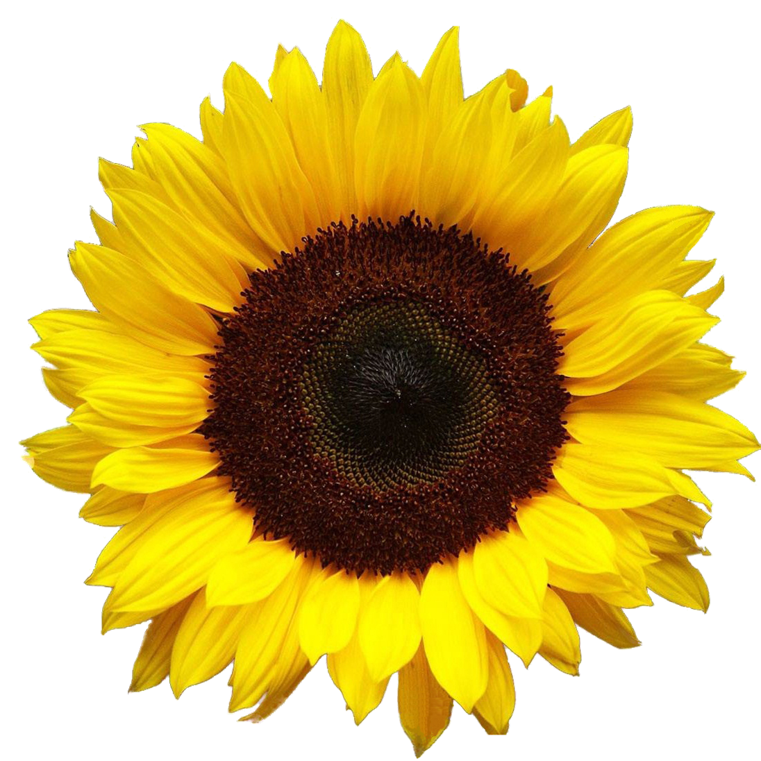 Detail Sunflower Hd Nomer 32