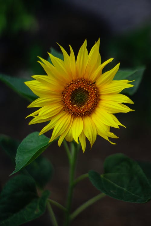 Detail Sunflower Hd Nomer 38