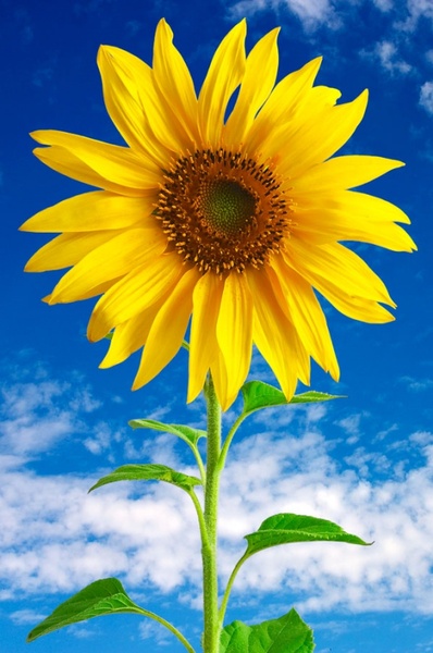 Detail Sunflower Hd Nomer 42