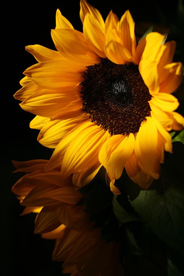 Detail Sunflower Hd Nomer 46