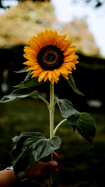 Detail Sunflower Hd Nomer 9