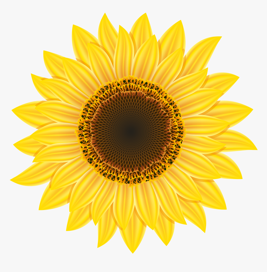 Detail Sunflower High Resolution Nomer 30