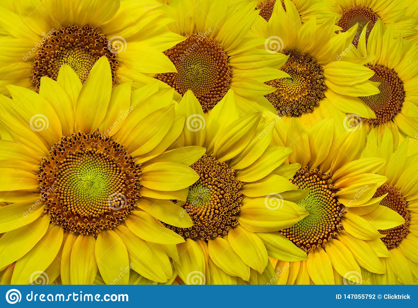 Detail Sunflower High Resolution Nomer 32